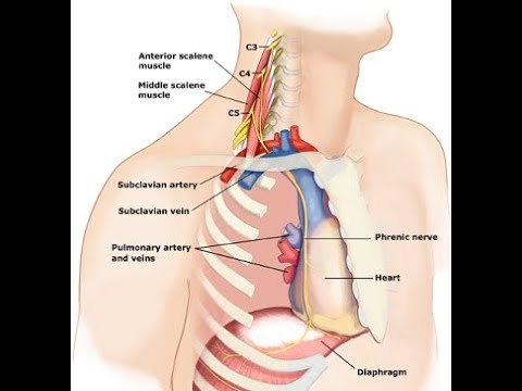 two minutes of anatomy phrenic nerve