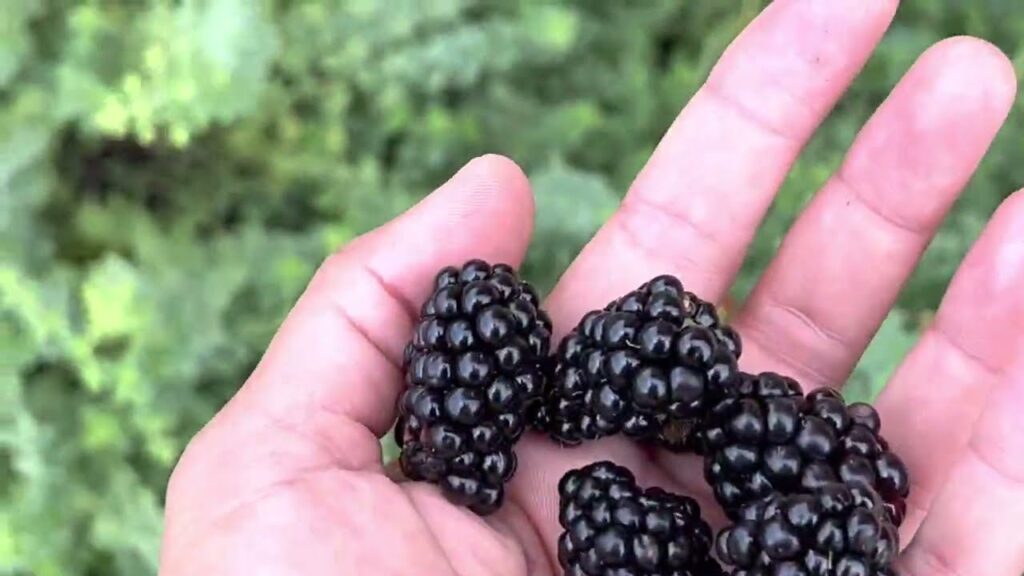 best fruit to grow in north texas blackberry