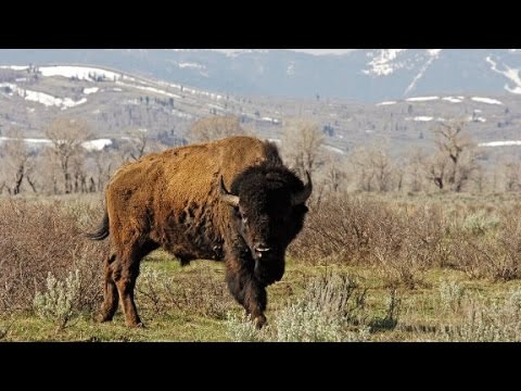 bison our national mammal