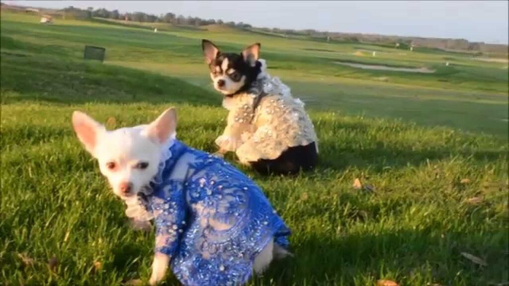 cute chihuahuas wearing canine couture by anthony rubio