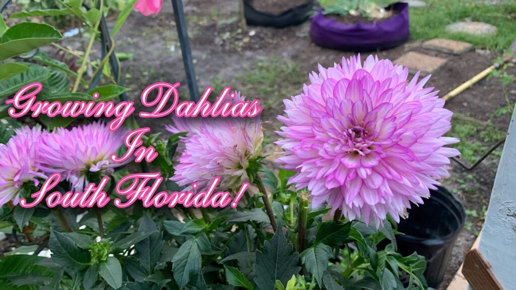 growing dahlias in south floridaf09f8cb8f09fa791f09f8fbdf09f8cbef09fa4a9s2 ep 64 ultimate gardening