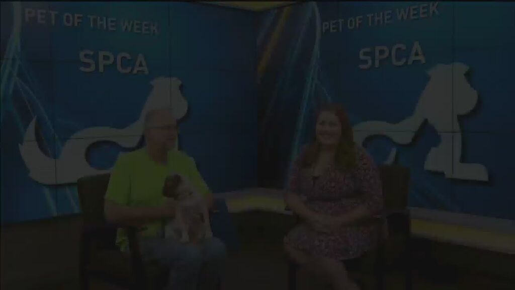 pet of the week lucas