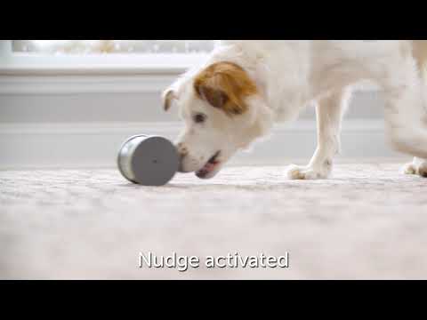 petsafe kibble chase interactive dog toy treat dropping game