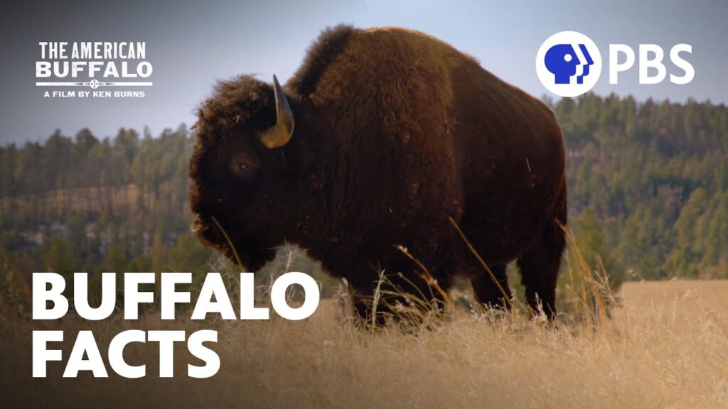 surprising facts about buffalo the american buffalo a film by ken burns pbs