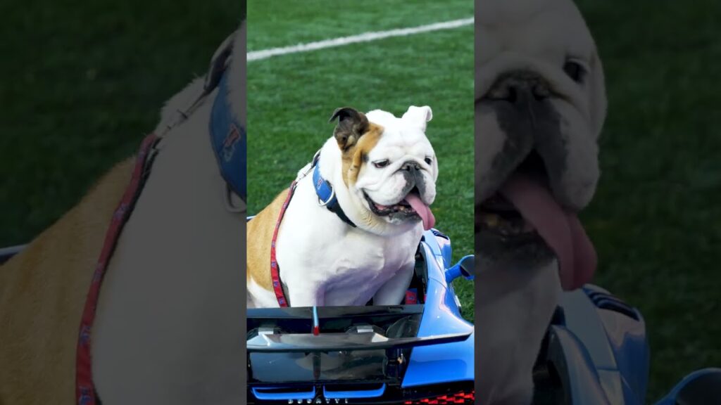 the goodest boy around theres no mascot like tech xxii