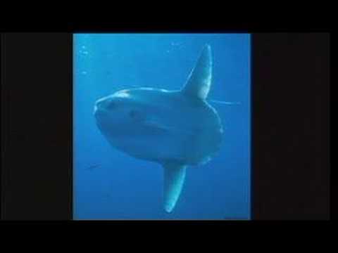 tierney thys swim with giant sunfish in the open ocean