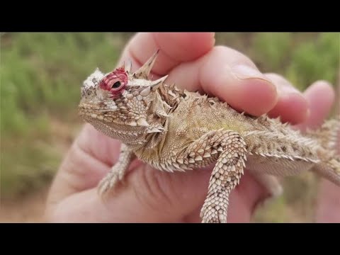 uga vs tcu history behind horned frog mascot